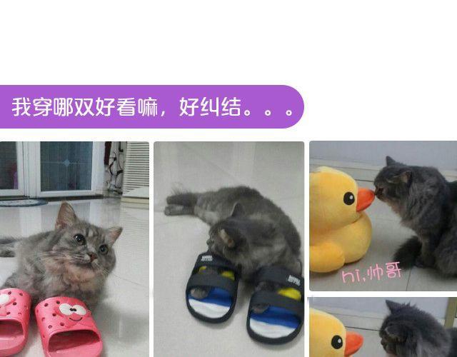 第19期 上墙 | 我家宠物被我玩坏了！10