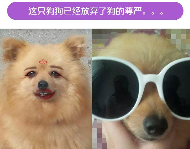 第19期 上墙 | 我家宠物被我玩坏了！14