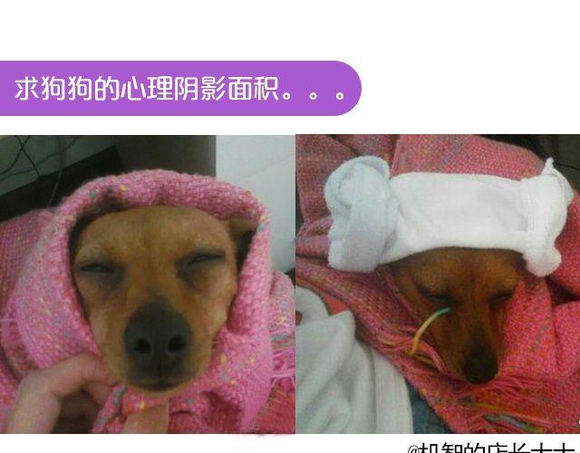 第19期 上墙 | 我家宠物被我玩坏了！12