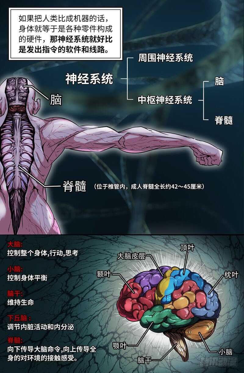 神经系统0