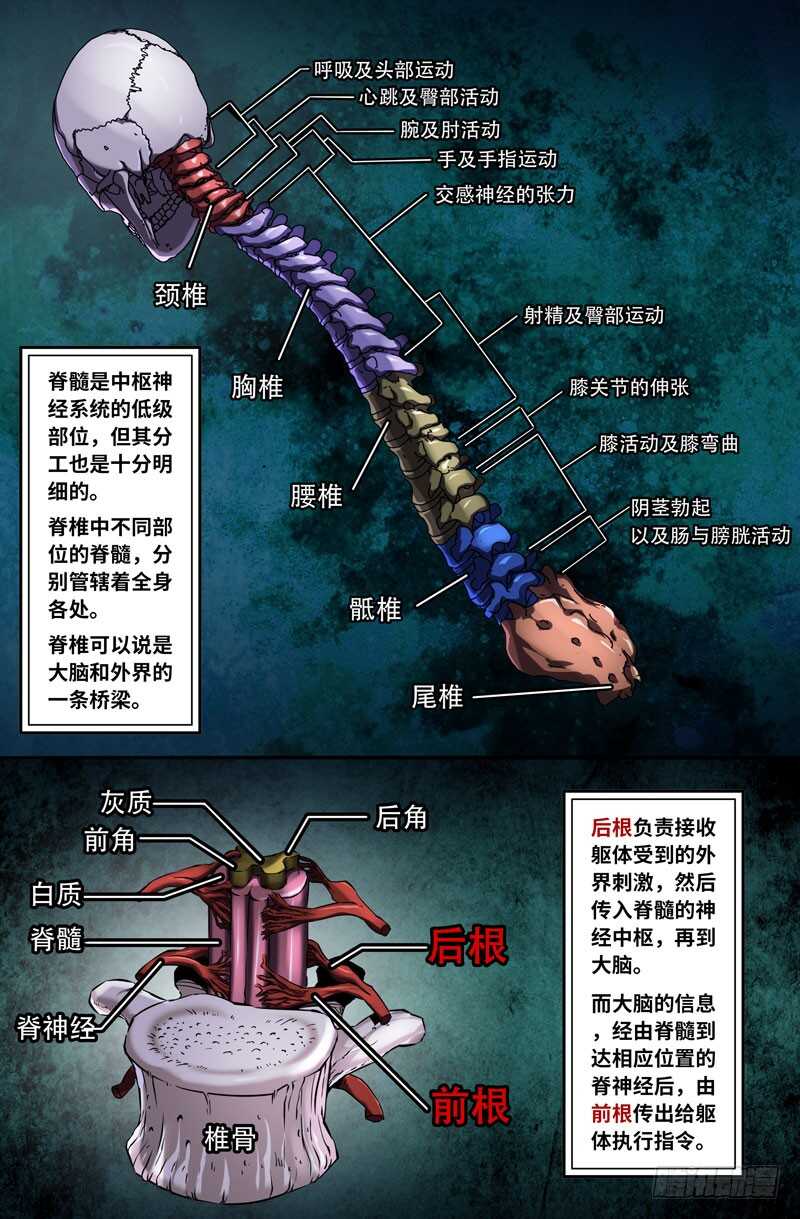 神经系统1
