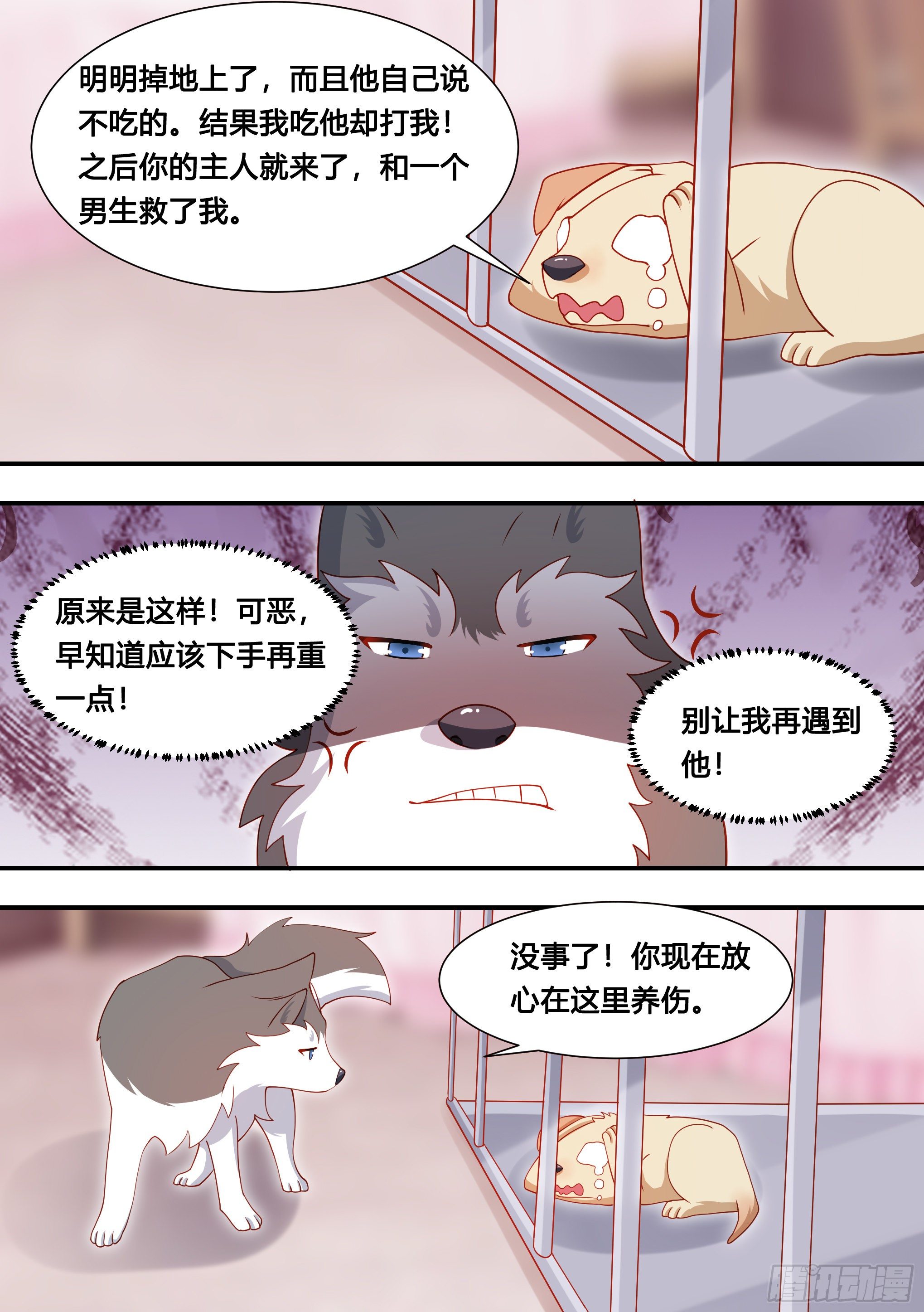 127-流浪狗的苦难生活8