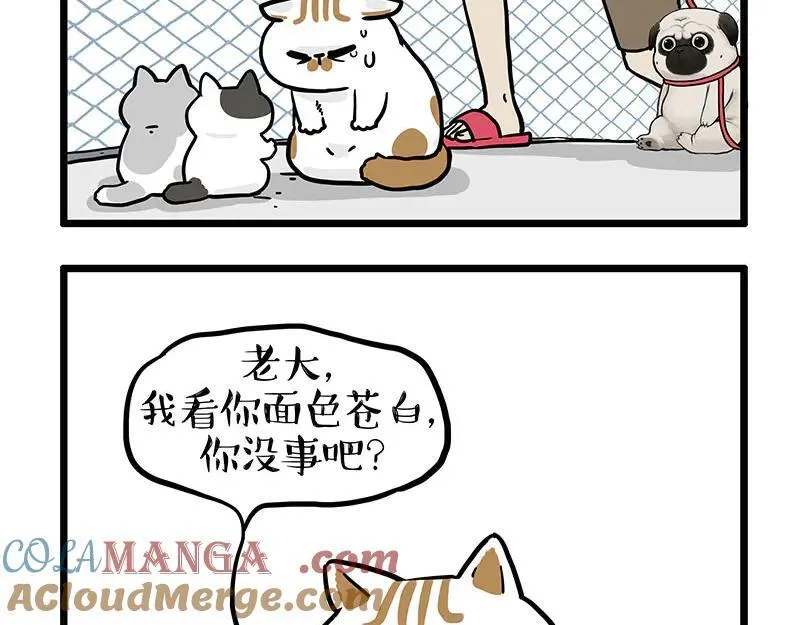 第439话 老大倒下了！24