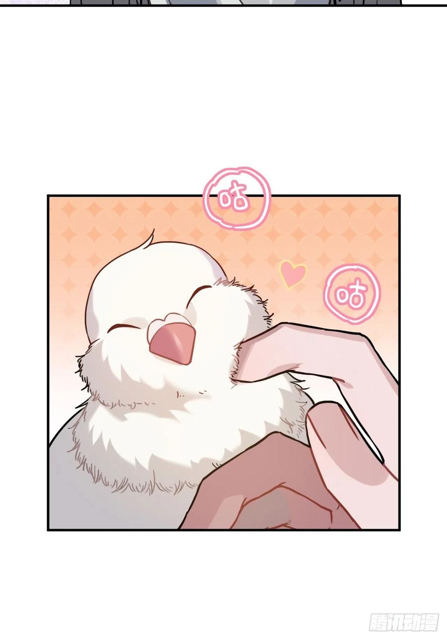 53.鸽子和往事16