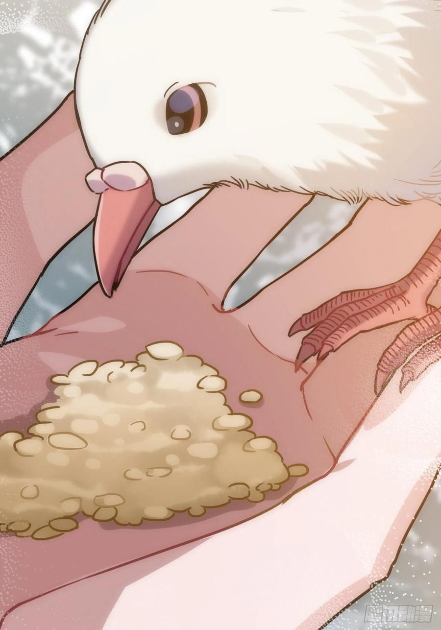 53.鸽子和往事25