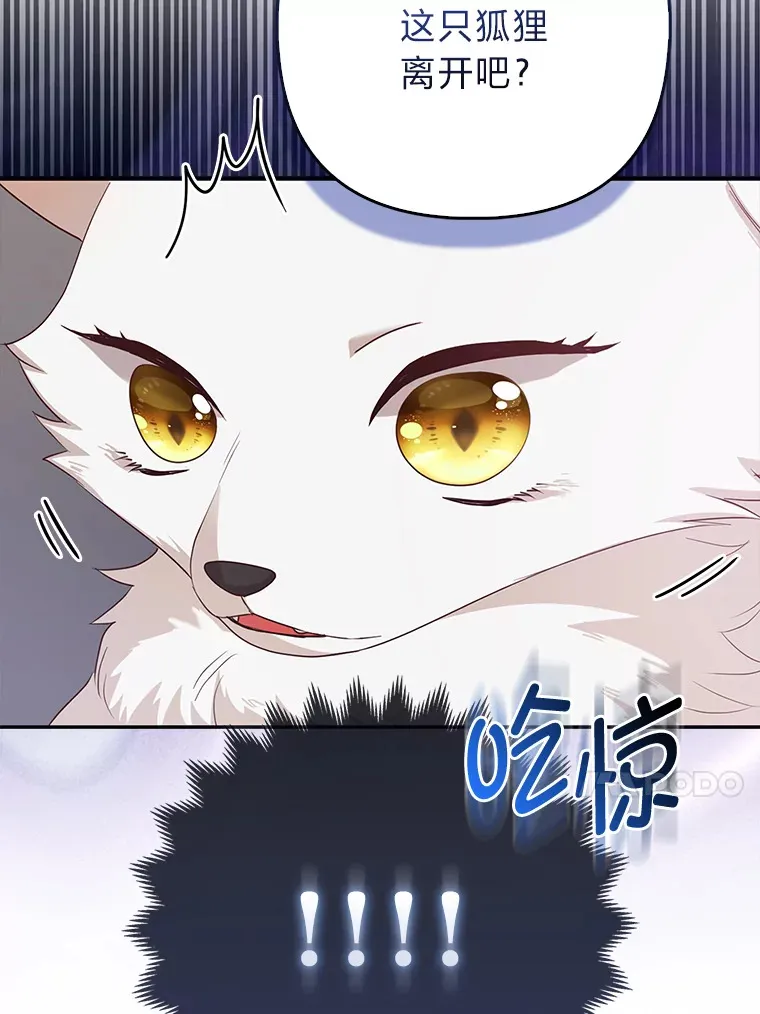 4.我的狐狸31
