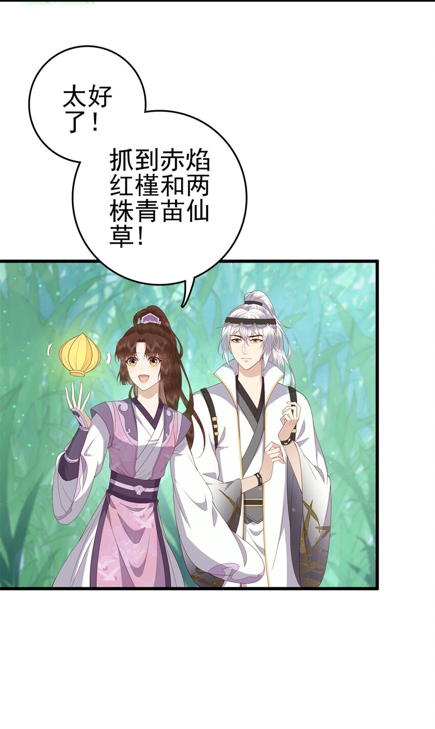 051 赤焰红槿6