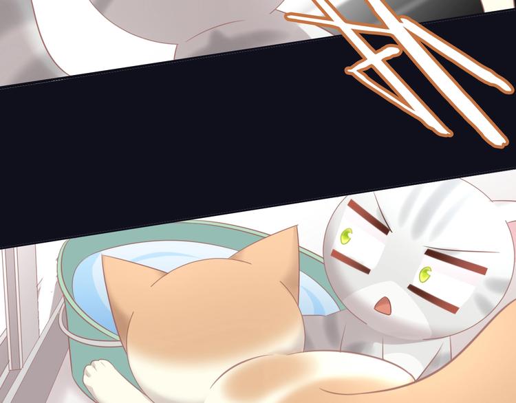 第128话 猫舍C位（四）64