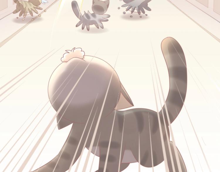 第126话 猫舍C位（二）51