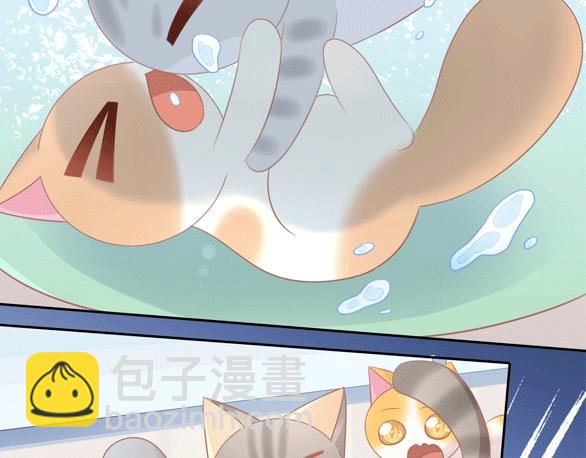 第127话 猫舍C位（三）98
