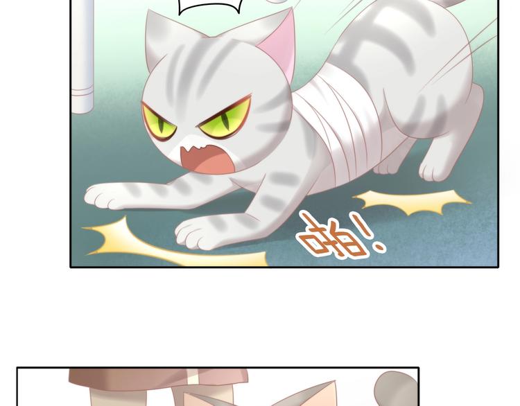 第126话 猫舍C位（二）70
