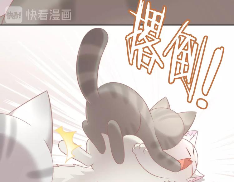 第126话 猫舍C位（二）48