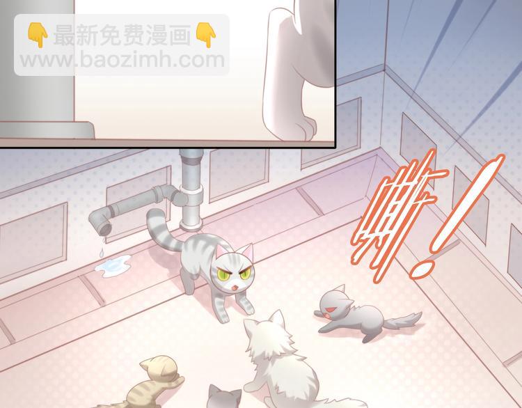 第125话 猫舍C位（一）85
