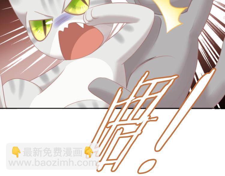 第126话 猫舍C位（二）26