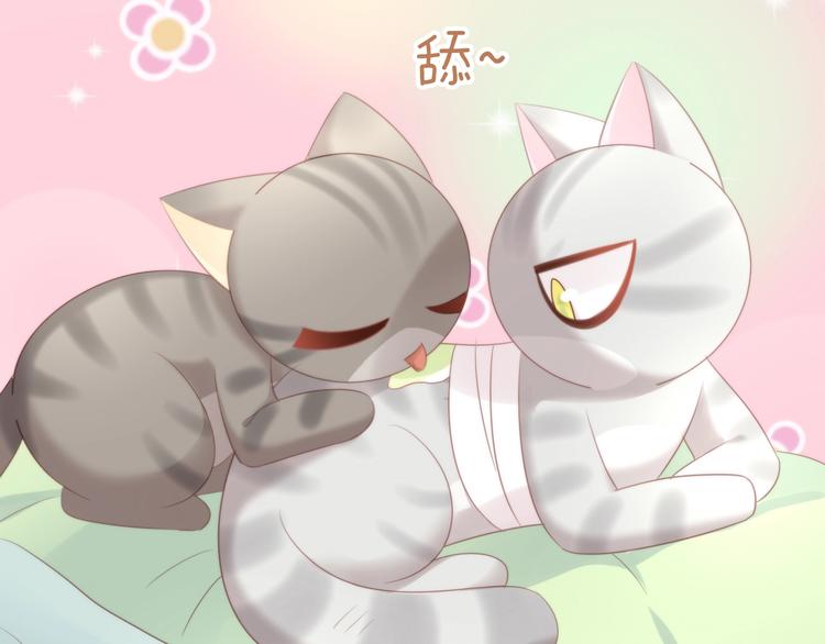 第127话 猫舍C位（三）76