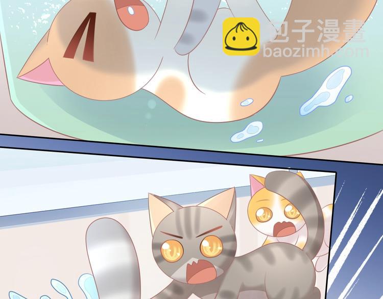 第128话 猫舍C位（四）69