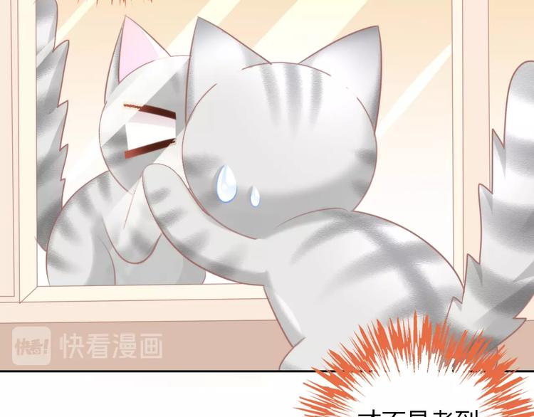 第125话 猫舍C位（一）24