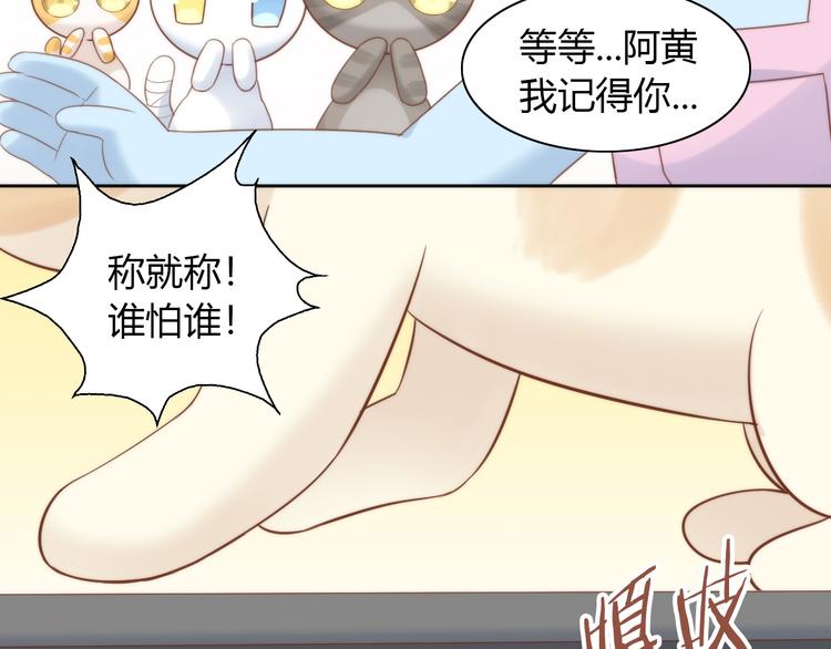 第76话 猫咪选美大赛67