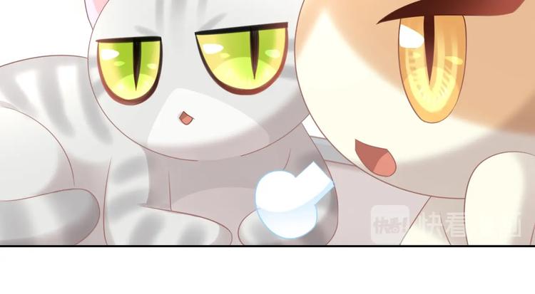 第129话 猫舍C位（五）52