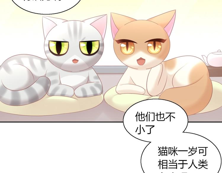 第129话 猫舍C位（五）50
