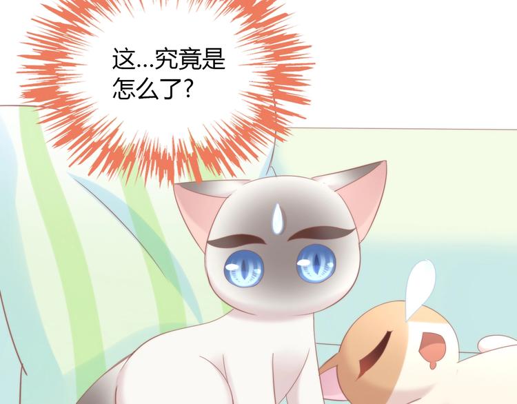 第133话 撸猫技师（一）30