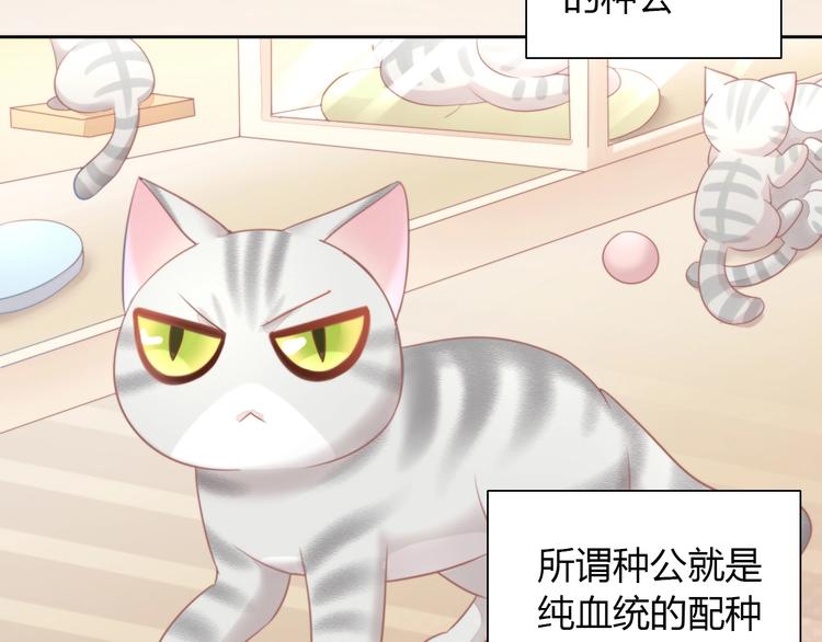 第125话 猫舍C位（一）8