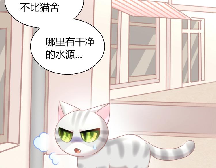 第125话 猫舍C位（一）67