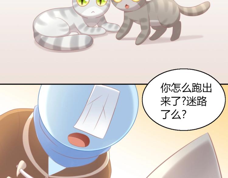 第126话 猫舍C位（二）56