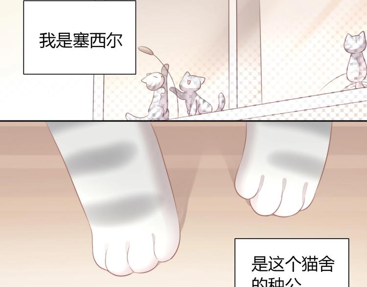 第125话 猫舍C位（一）7