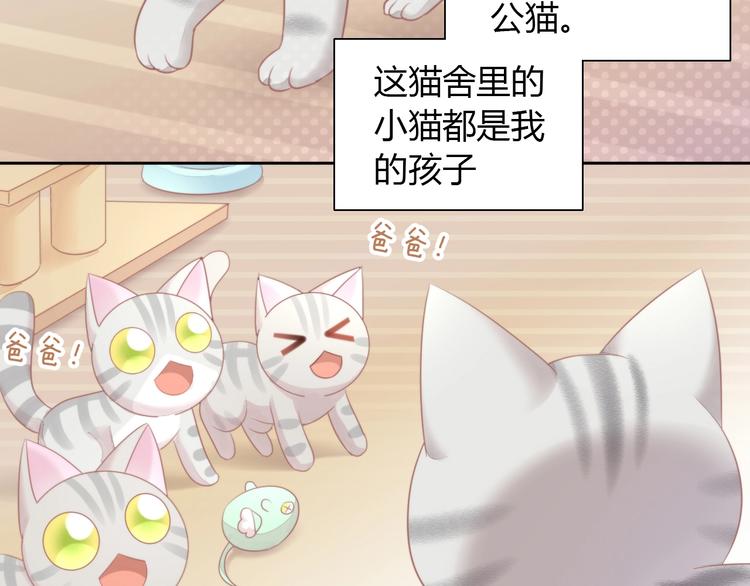 第125话 猫舍C位（一）9
