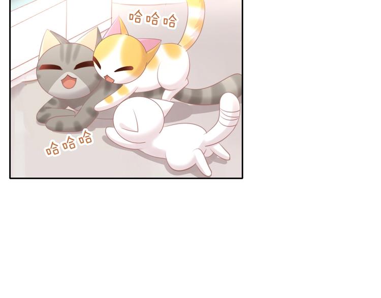第128话 猫舍C位（四）37