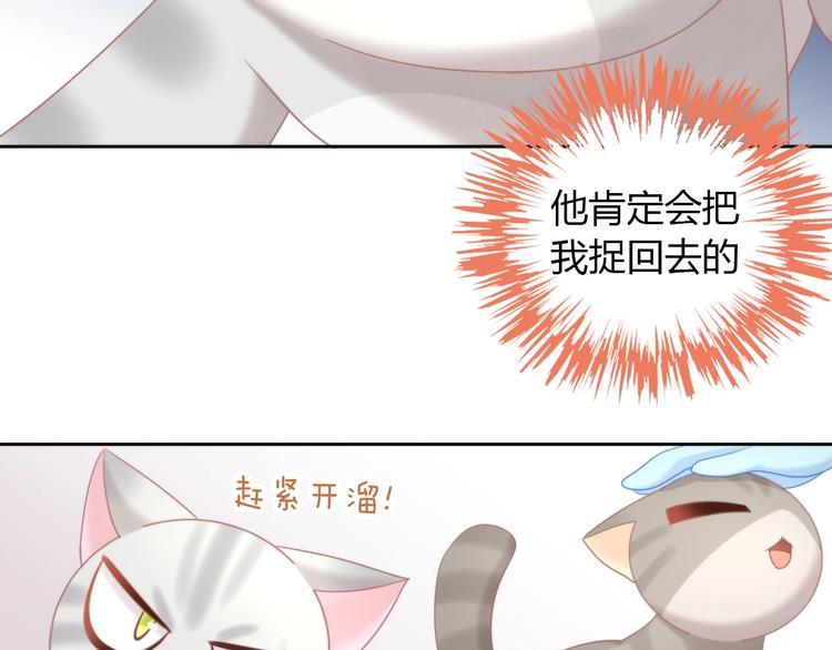 第126话 猫舍C位（二）59