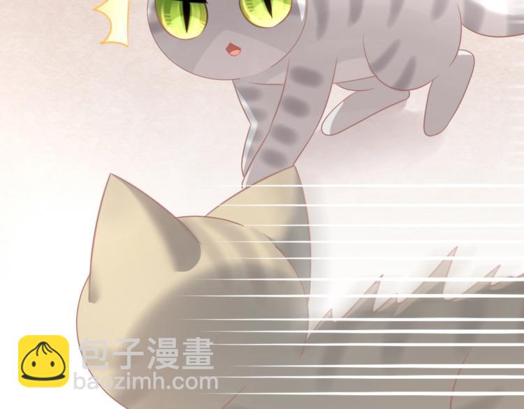 第125话 猫舍C位（一）72