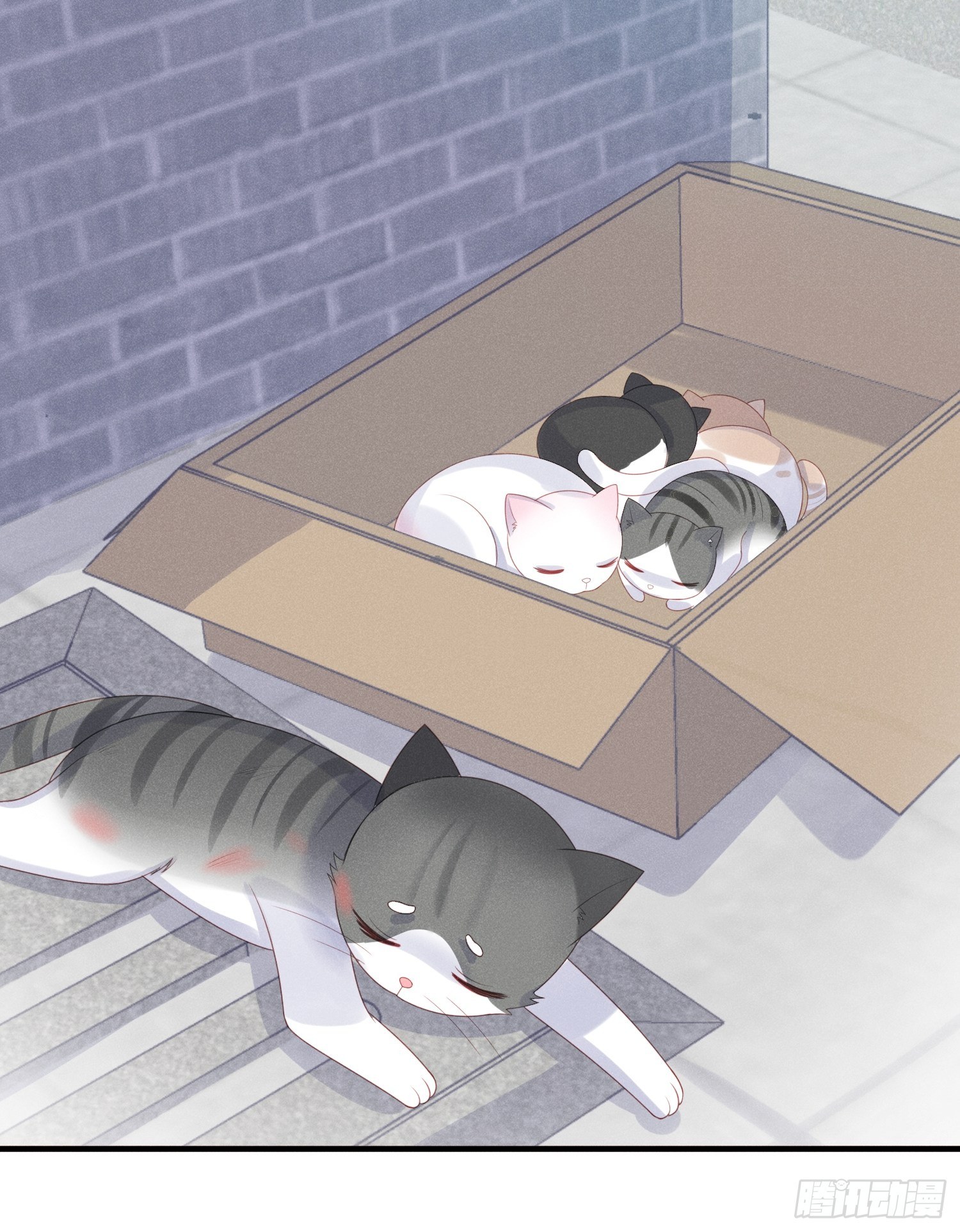 幼猫与虐猫畜牲14