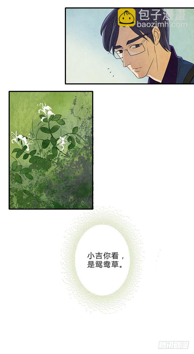 鸳鸯草3