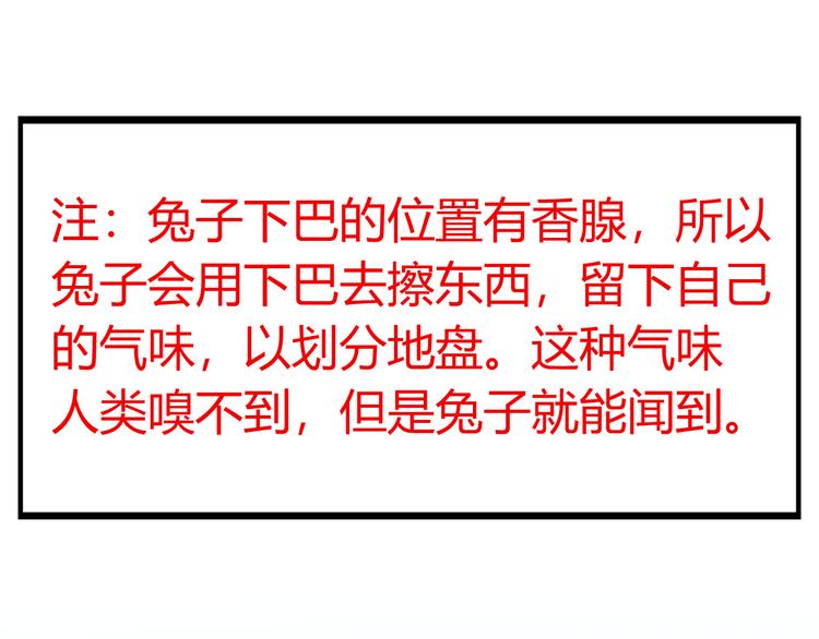 特别篇 关于兔子的那些事025