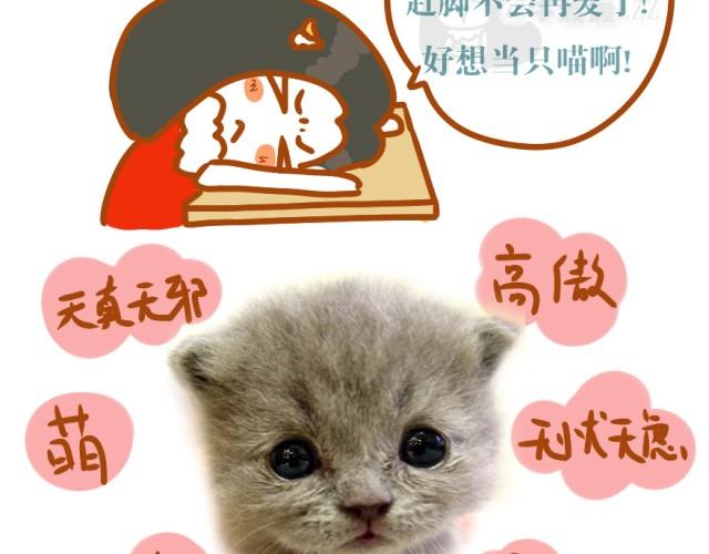 第2话 当猫是需要勇气的1