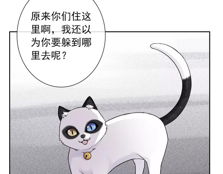 第89话 猫妖13
