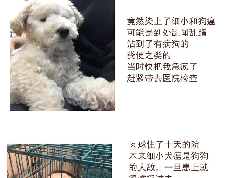 番外 萌萌三小只的日常33