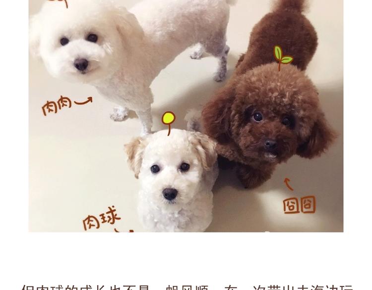 番外 萌萌三小只的日常31
