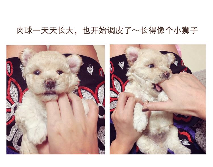 番外 萌萌三小只的日常25