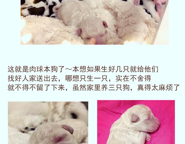 番外 萌萌三小只的日常20