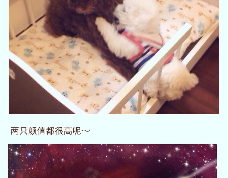 番外 萌萌三小只的日常8