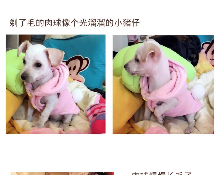 番外 萌萌三小只的日常27