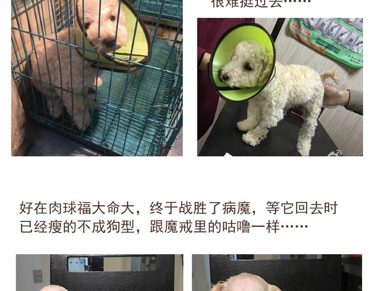 番外 萌萌三小只的日常34