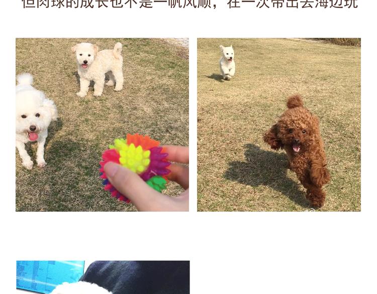 番外 萌萌三小只的日常32