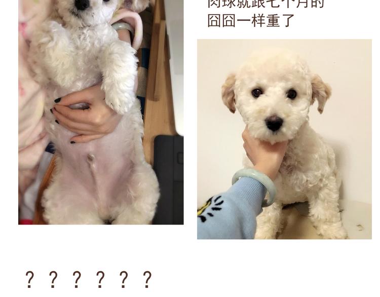 番外 萌萌三小只的日常29