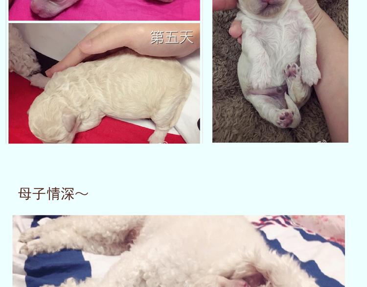 番外 萌萌三小只的日常23