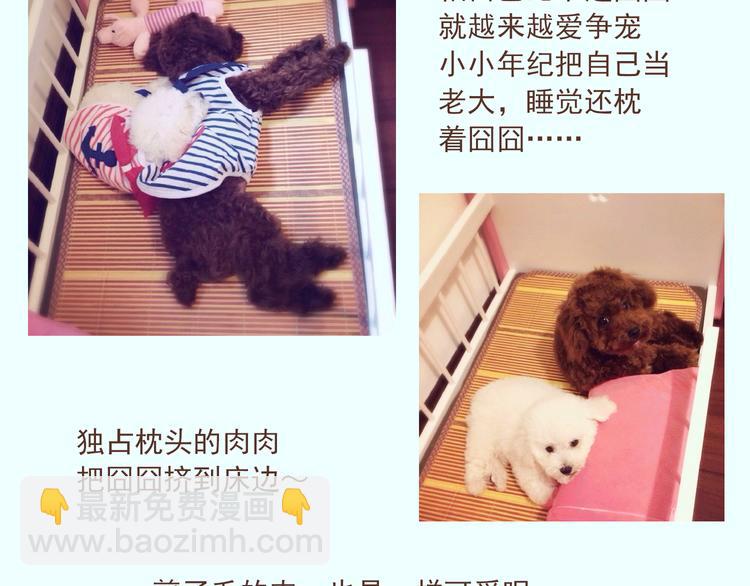 番外 萌萌三小只的日常11