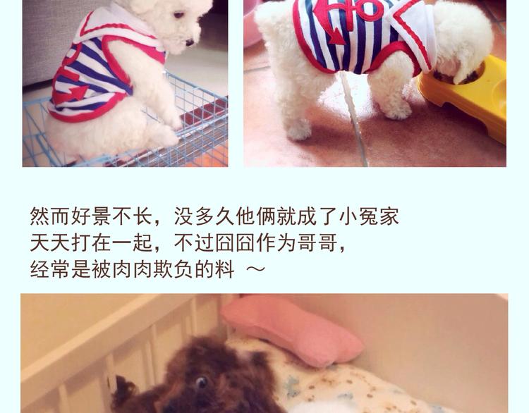 番外 萌萌三小只的日常7